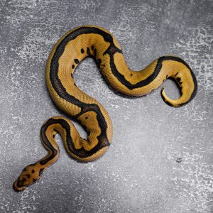 Leopard Blade Clown 100% Het VPI Axanthic