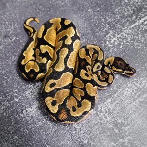 OD YB 100% DH Desert Ghost Pied