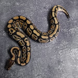 Spotnose 100% DH VPI Axanthic Clown