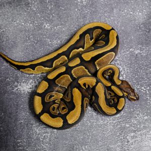 OD Red Stripe 100% DH Clown Pied