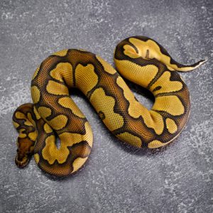Mckenzie Enchi Clown Poss YB