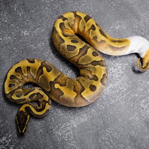 Enchi GeneX Pied 100% Het Hypo