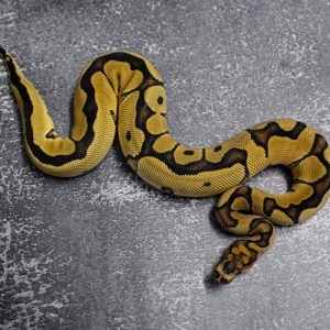 Blade Clown 100% Het VPI Axanthic