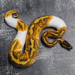 Enchi YB GeneX Pied 100% Het Hypo
