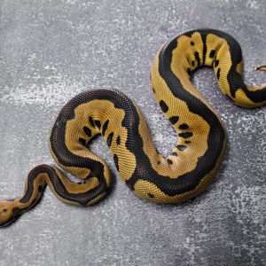 Leopard Blade Clown 100% Het VPI Axanthic