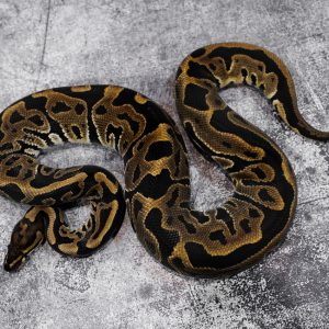 Leopard 100% DH  Hypo Clown