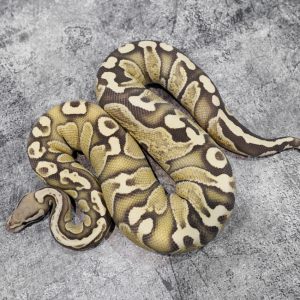 Fire GHI Desert Ghost