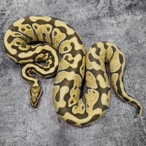 Enchi Spotnose Hurricane Desert Ghost