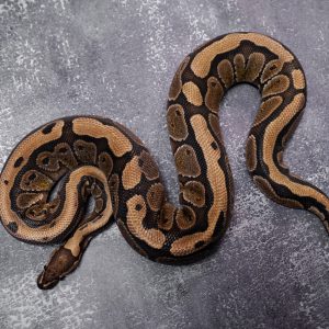 Special Red Stripe 100% Het Desert Ghost (Proven)