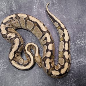 Red Stripe Desert Ghost (Proven)