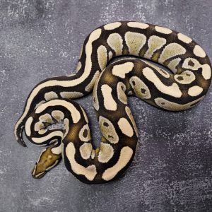 Special Desert Ghost Poss OD (Proven)