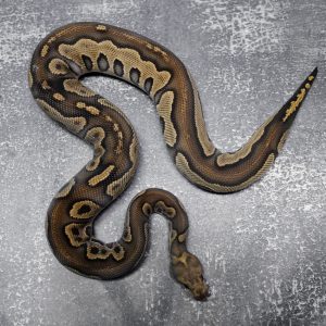 Copper GHI Leopard Clown