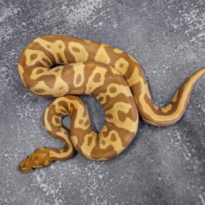 Leopard Ultramel 100% Het Clown