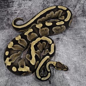 GHI Desert Ghost 100% Het Pied