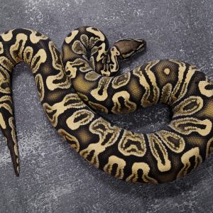 GHI Desert Ghost