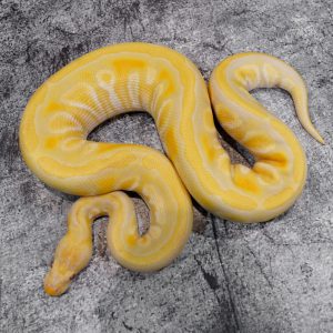Cypress Honey Candino 100% Het Clown Poss Spotnose