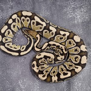 Hurricane Desert Ghost (Proven)