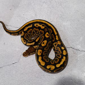 Black Pastel Gravel 100% Het Ultramel