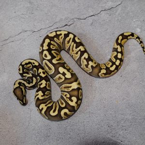 Gravel GHI Desert Ghost