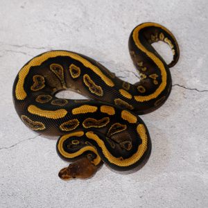 Wookie Copper Gravel 100% Het Clown