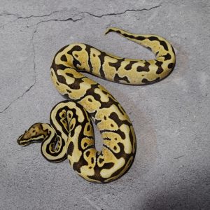 Enchi Spotnose Hurricane Desert Ghost