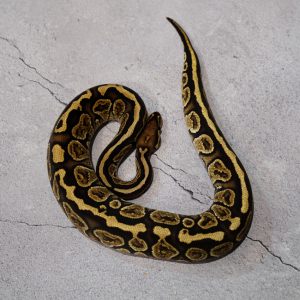 Vanilla Hurricane 100% Het Desert Ghost