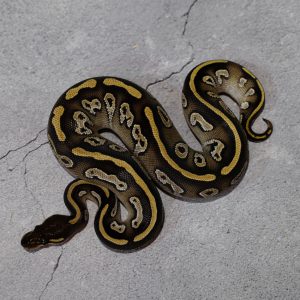 Black Head Mojave 100% DH Hypo Clown 50% Het Desert Ghost