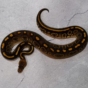 Wookie Black Pastel 100%  Het Ultramel