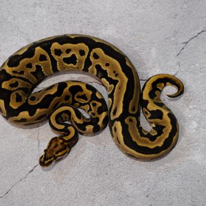 Leopard Vanilla  100% DH Hypo Clown