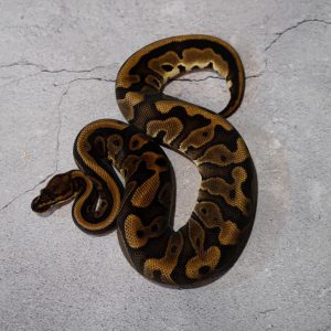 Enchi Red Stripe Leopard 100% Het Lavender Pied