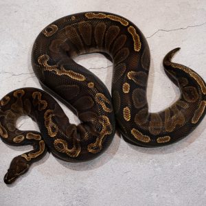 Confusion GHI Het Red Axanthic  100% Het Hypo