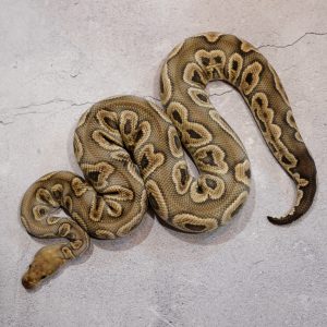 GHI Clown 100% Het Hypo