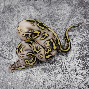 Gravel  Pastel OD  Disco 100% Het Clown 50% Het Pied