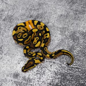 Disco OD / Gravel  100% Het Clown 50% Het Pied