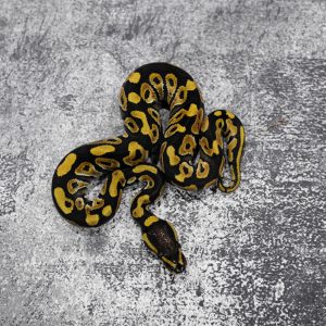 Gravel  100% Het Clown 50% Het Pied Poss OD Disco