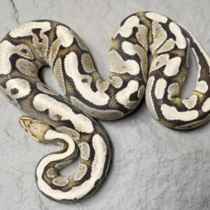 Red Stripe Desert Ghost (Proven)