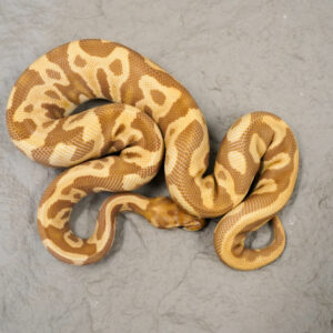 Leopard Ultramel 100% Het Clown