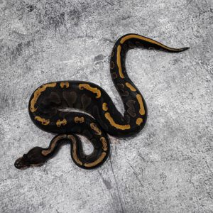 GHI Black Pastel 100% Het Clown