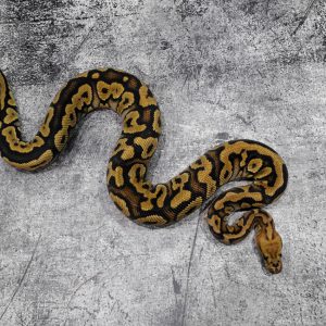 Nyala Spotnose Clown Poss Granite