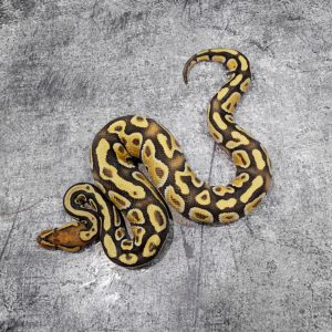 Cypress YB Desert Ghost (Dinker)
