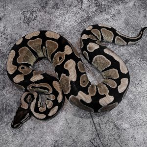 Blade VPI Axanthic 100% Het Clown