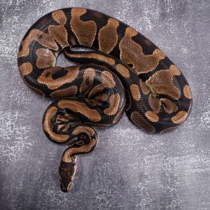 100% Het Desert Ghost (1)