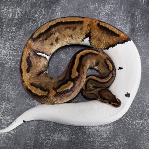 Pied 100% Het Lavender Albino (2)