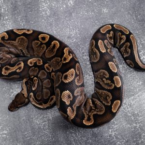 GHI 100% Het Lavender 50% Het Pied Poss Leopard (119 /24)