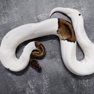 Pied 100% Het Lavender Albino (1) (Proven 8 eggs)