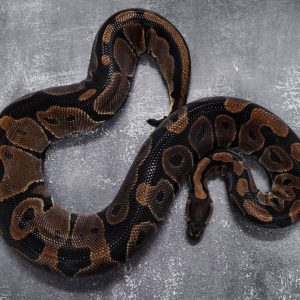 Het Lavender Albino (4) (Proven 11 eggs)