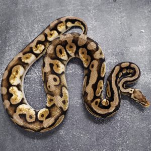 Pastel Calico 100% Het Desert Ghost (1) (Proven 8 eggs)