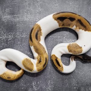 OD Enchi Leopard Pied (HI) (Proven 7 eggs)