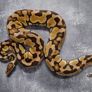 Pastel 100% Het Puzzle (2)  (Proven 11 eggs)