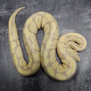 Candino 100% Het Pied (3) (Proven 9 eggs)